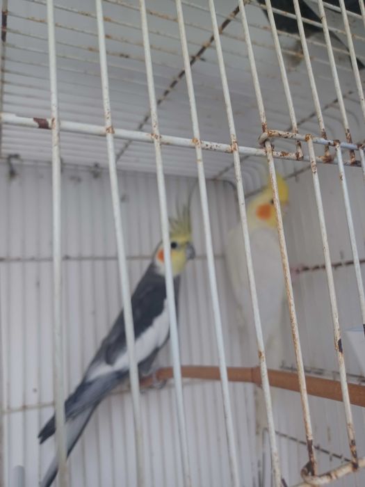 Aves varias casais