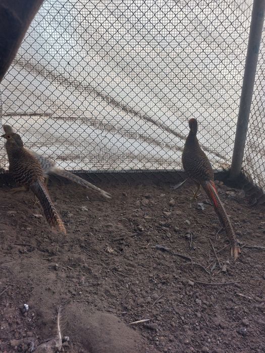 Bażanty złote kurki