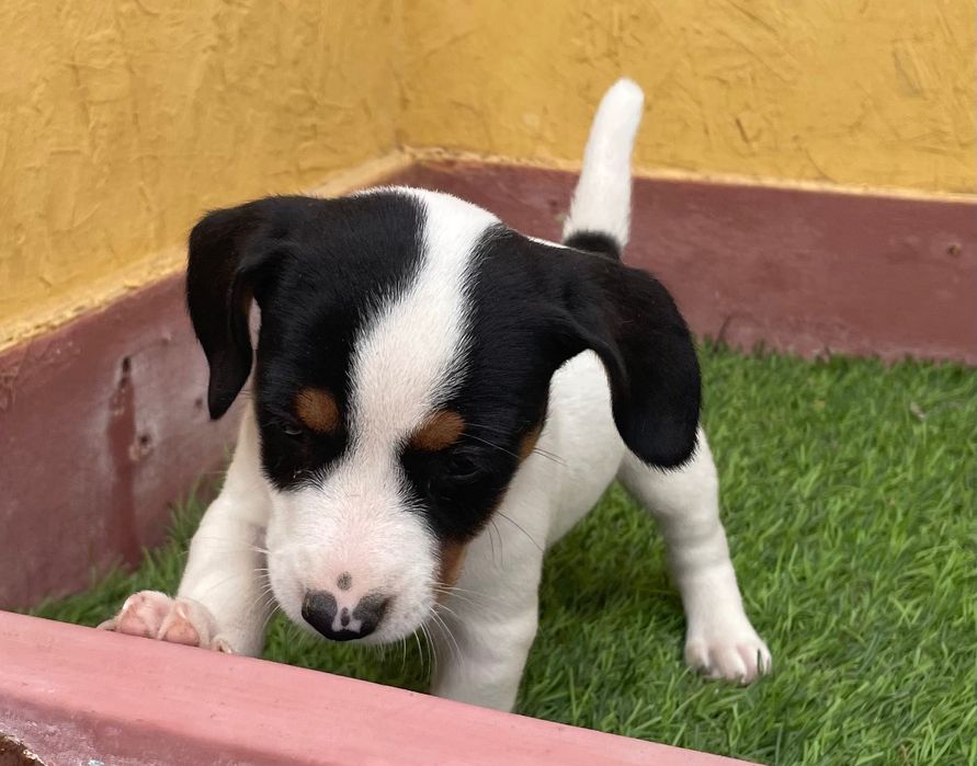 Cachorra Jack Russell