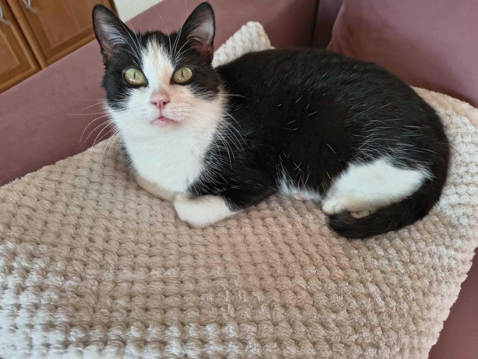 Piękna "krówka" o hipnotyzującym spojrzeniu szuka kochającego domu.