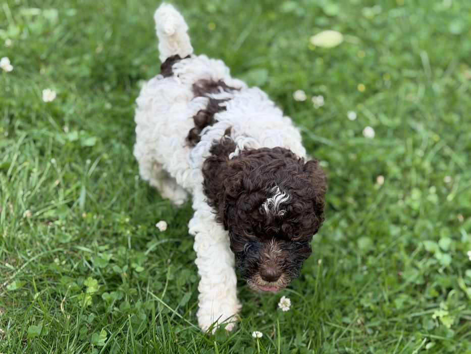 Lagotto romagnolo szczeniaki