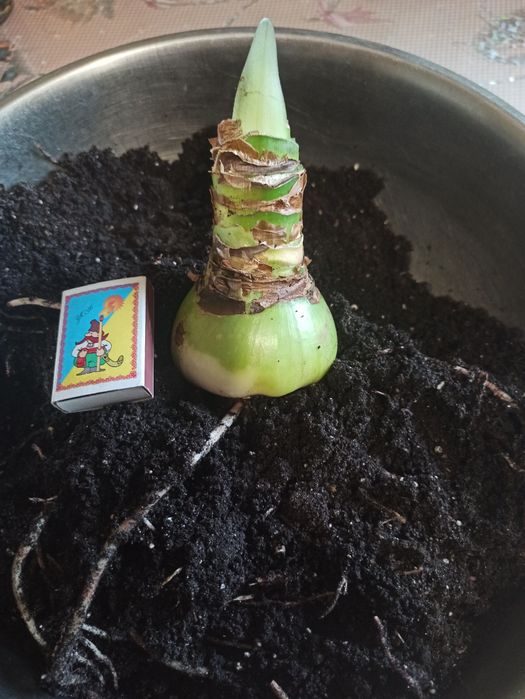 Гиппеаструм "Clown" (Клоун).