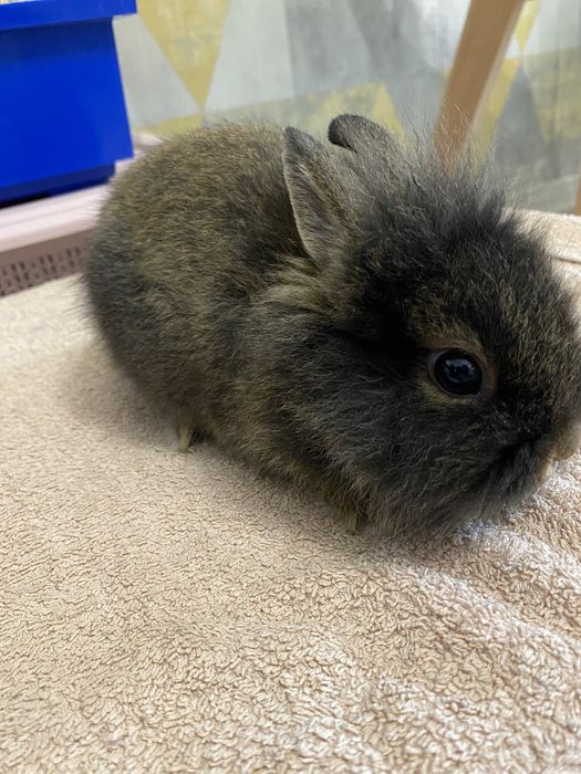 Продам кролика