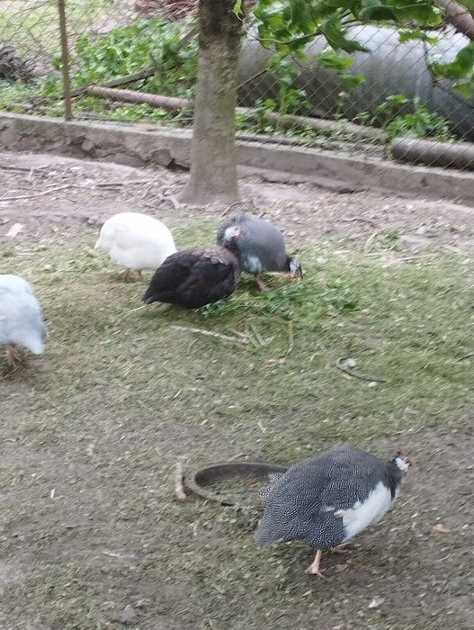 Sprzedam jaja lęgowe perliczki