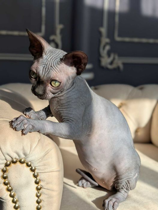 Tarantino uroczy chłopczyk. Sfinks. Dostępny w marcu