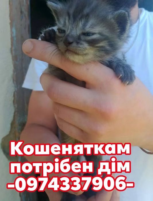 Кошенята шукають дім