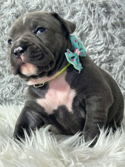 American Staffordshire Terrier suczka 10