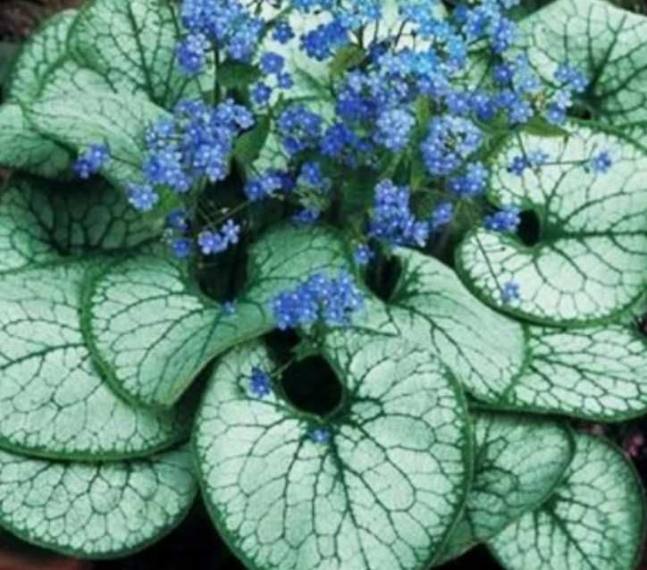 Barwinek dwukolorowy, brunera srebrno-zielona, żurawki.