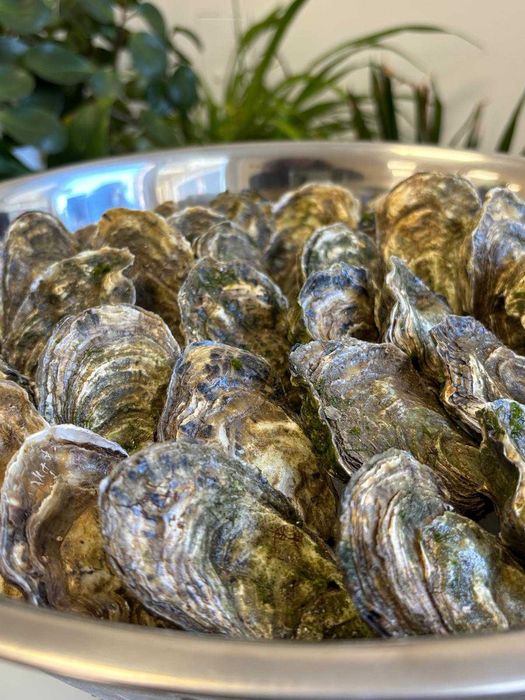 Ostras Frescas para Eventos e Restauração