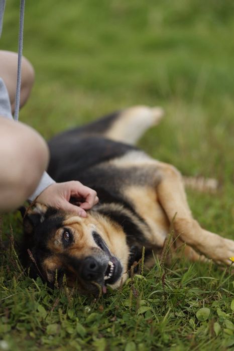 Kochająca Sława do adopcji