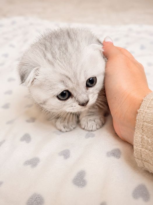 Продам котят шотландців весловухих