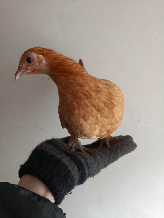 Куры лилипуты инкубационное яйцо