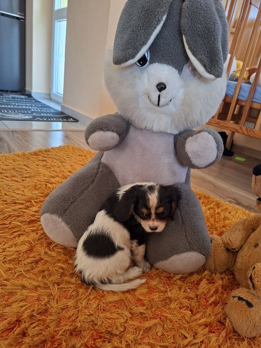Cavalier King Charles Spaniel suczka
