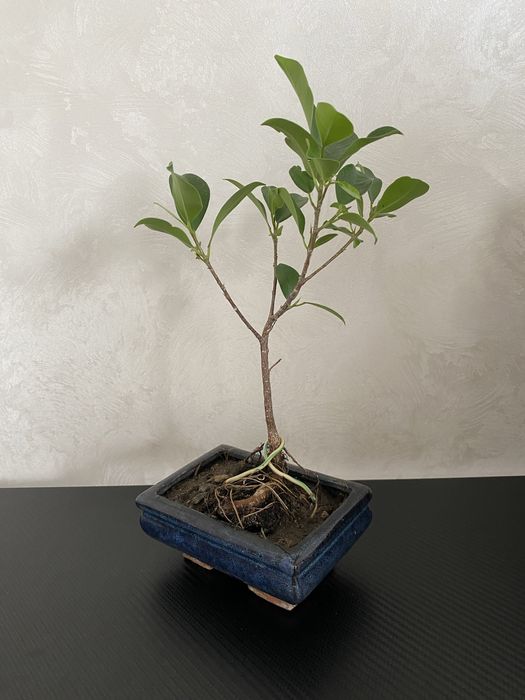 Фікус бонсай Ficus bonsai