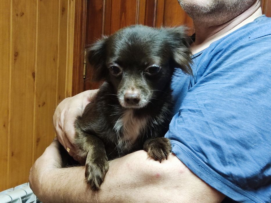 Девочка чихуа продам