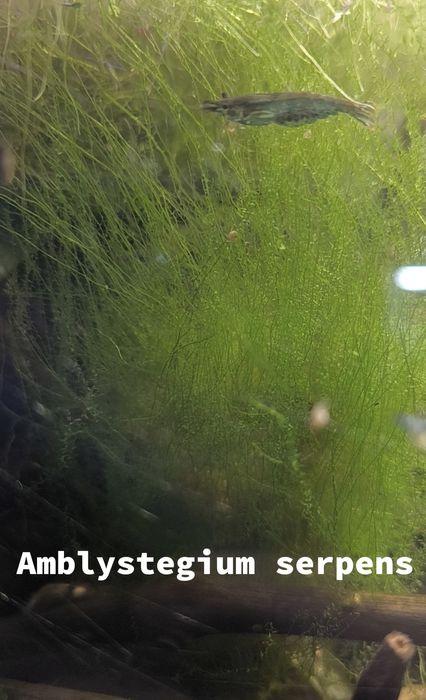 Musgos diversos para aquário