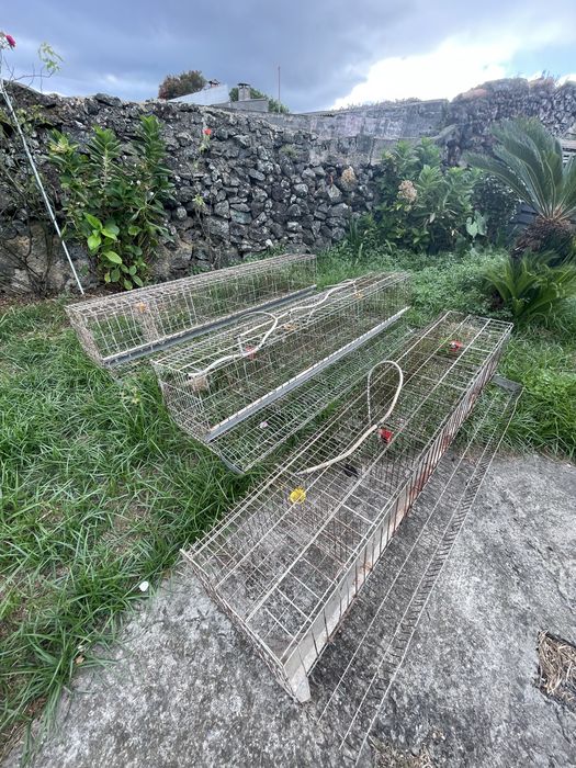gaiola para galinhas