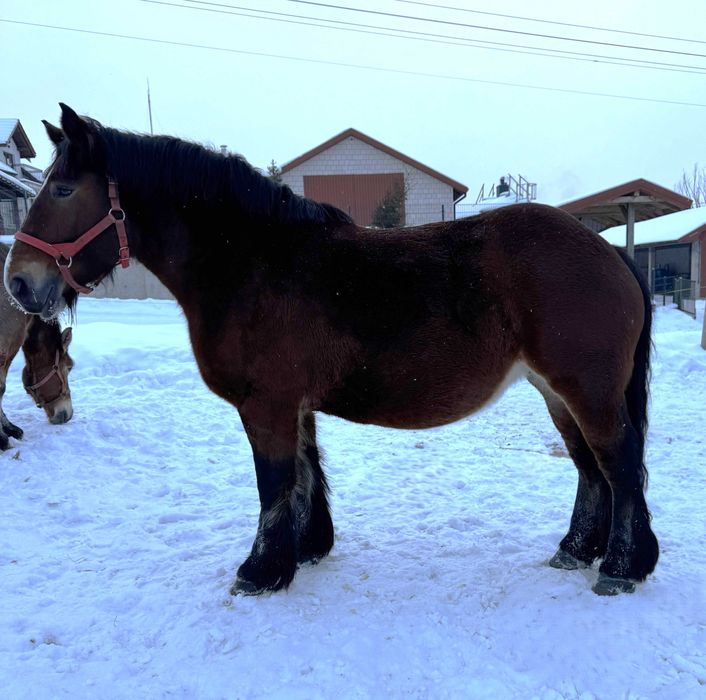 Klacz zimnokrwista PKZ księga główna