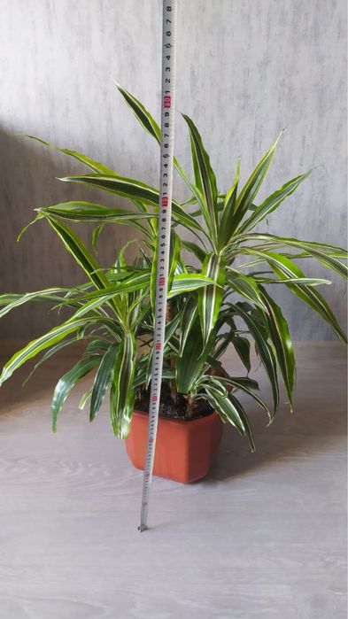 Драцена лемон лайм 80см Dracaena Lemon Lime