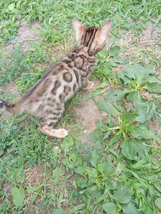 Бенгальский мальчик шоу класса