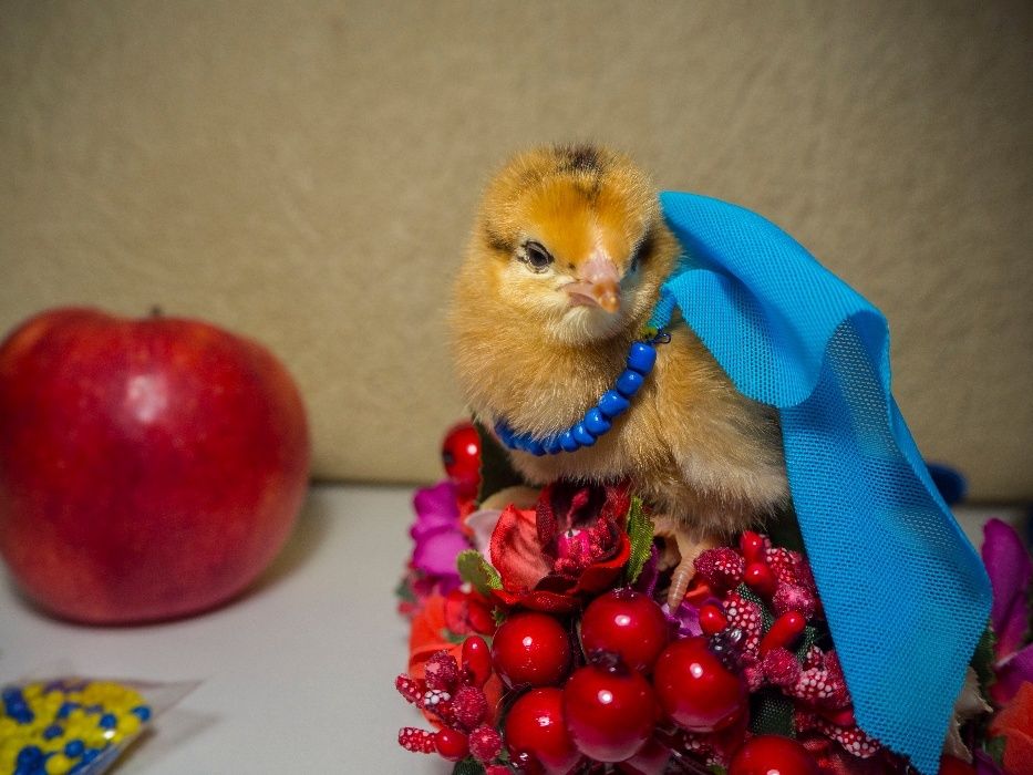 Качественные бройлеры