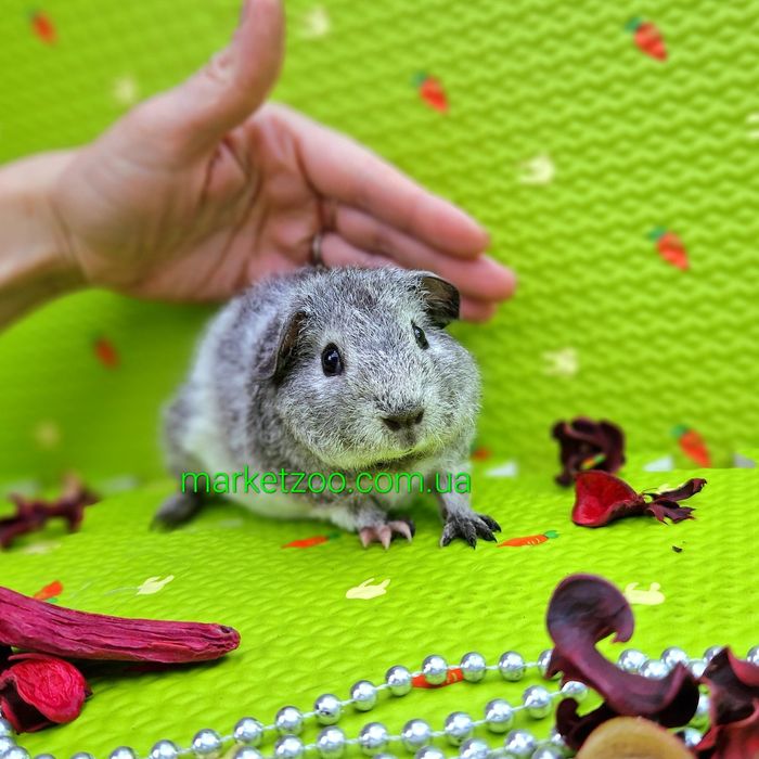 Морская свинка,морские свинки ам.тедди,очень красивые малыши серебро!!