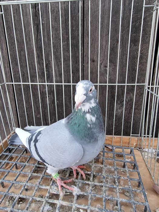 Gołębie staropolskie