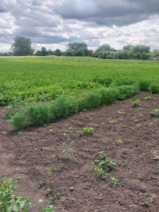 Продам земельну ділянку в місті Узин.
