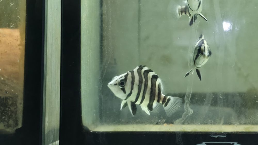 Datnioides microlepis
