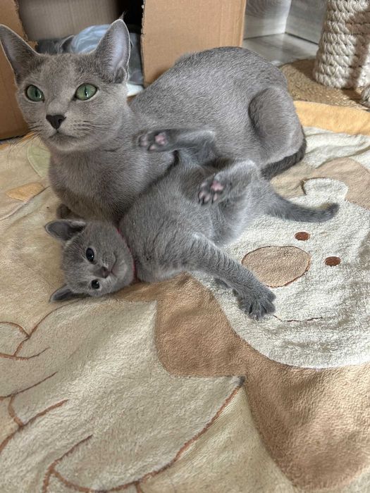 Kotka Rosyjska Niebieska FPL