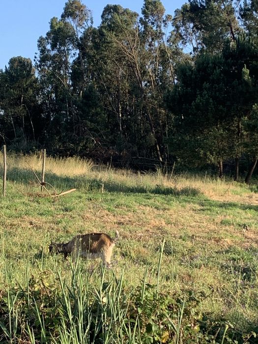 Vende se Cabras Anãs