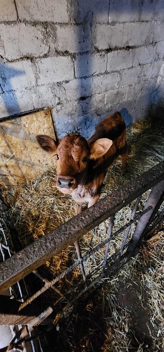 Продам теличку народжена 26.01.26