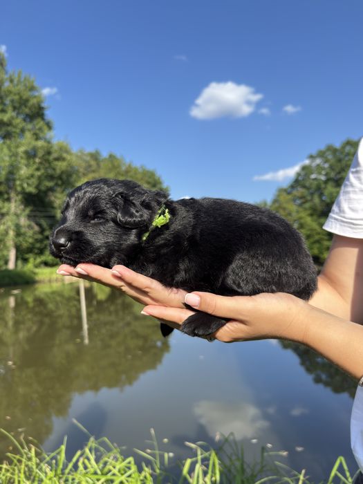Німецька вівчарка
