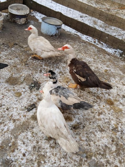 Kaczki francuskie samiczki