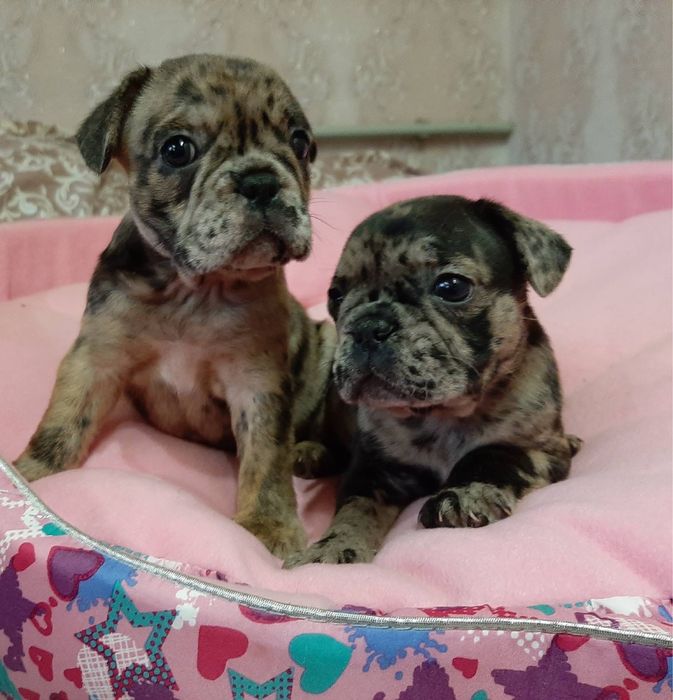 Мальчики и девочки )