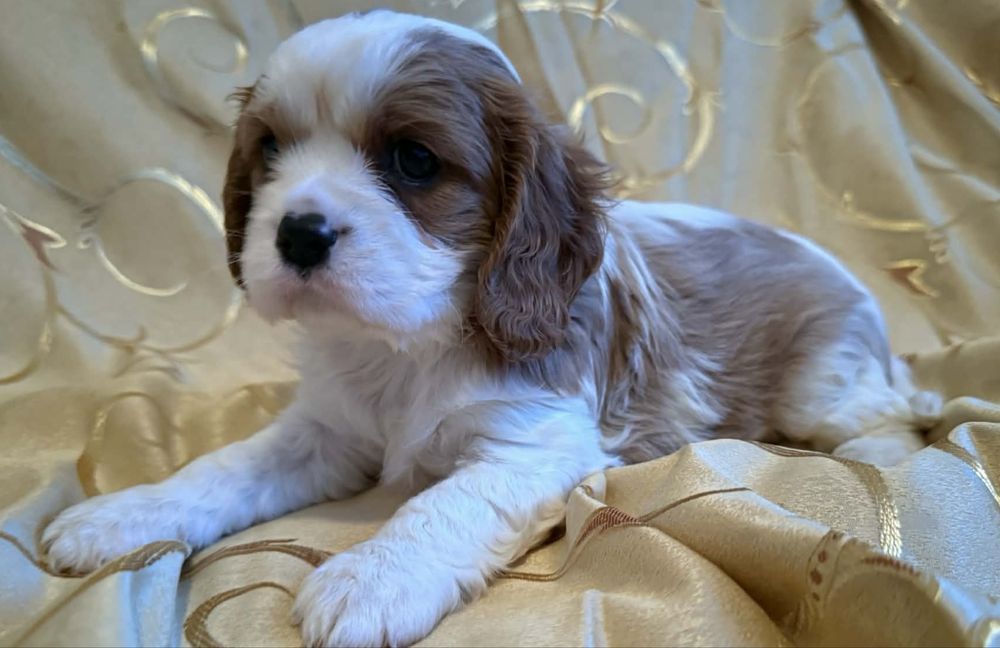Cavallier King Charles - piękny chlopak!!