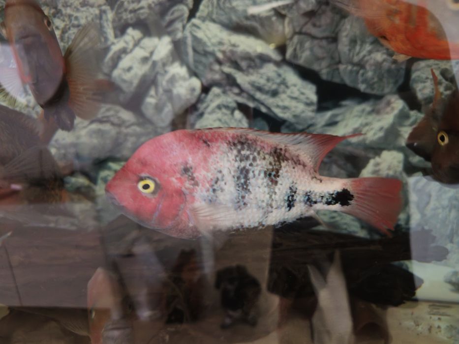 Vieja Fenestratus