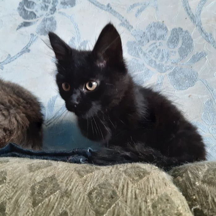 Подарую гарненьких кошенят
