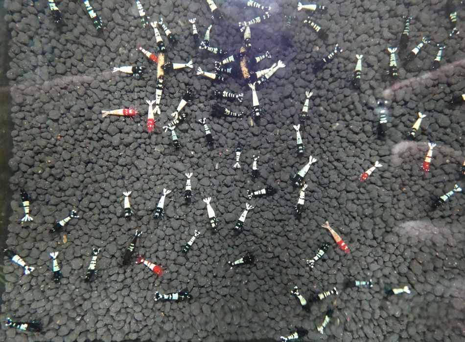Krewetki Caridina Pinto Black ZAMIANA GRATIS PROMOCJA