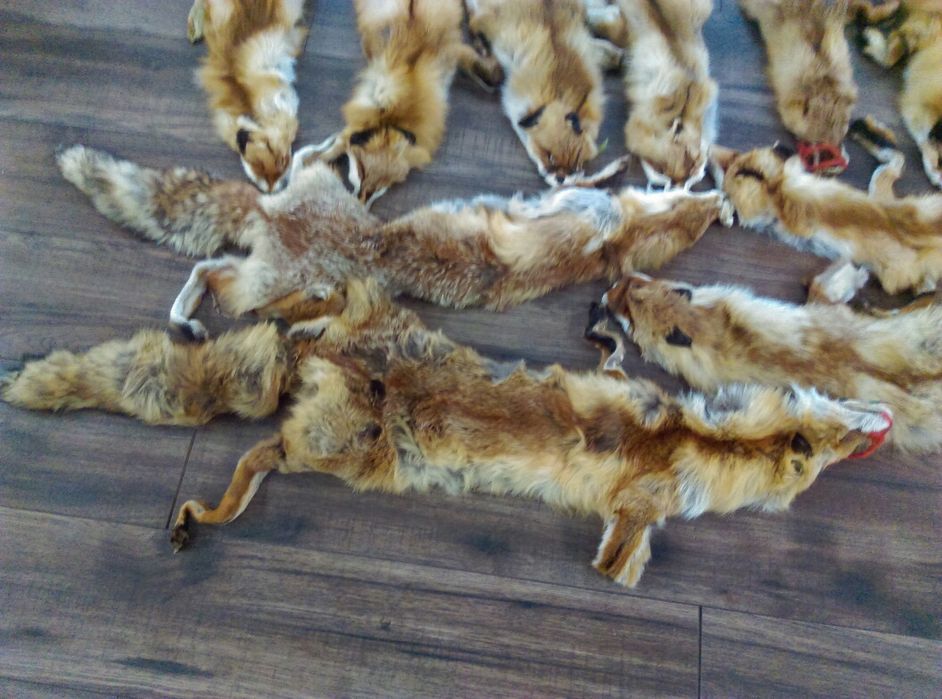 Skóra z lisa naturalnego 100zl/szt, 1 sztuka