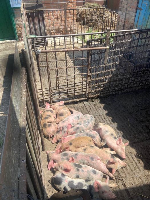 Продам поросята,ціна за штуку