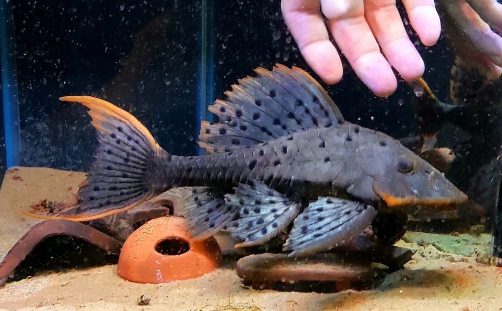 Zbrojnik glonojad L095