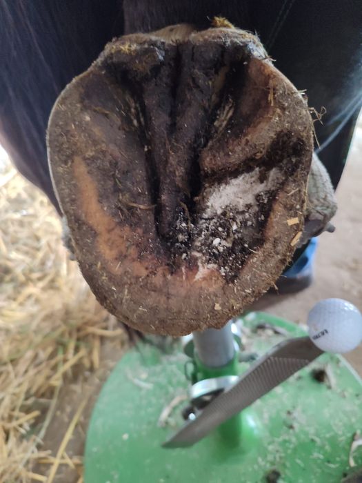 Werkowanie kopyt koni