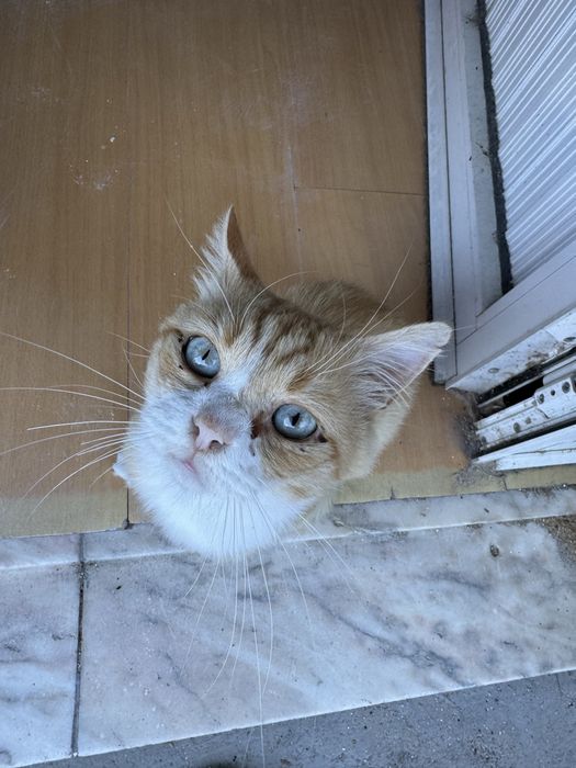 gatinho para adoção
