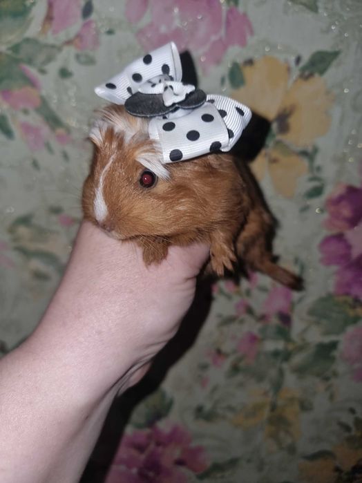 Морская свинка коронет