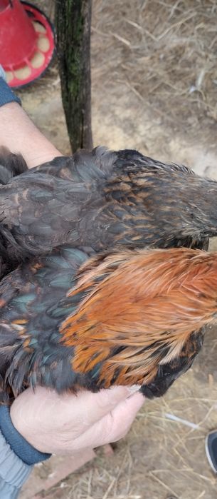 Casal de Pekins Batan Preto e Cobre