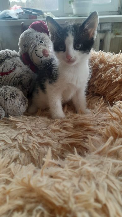 віддаємо  3 Кошенятки хлопчики