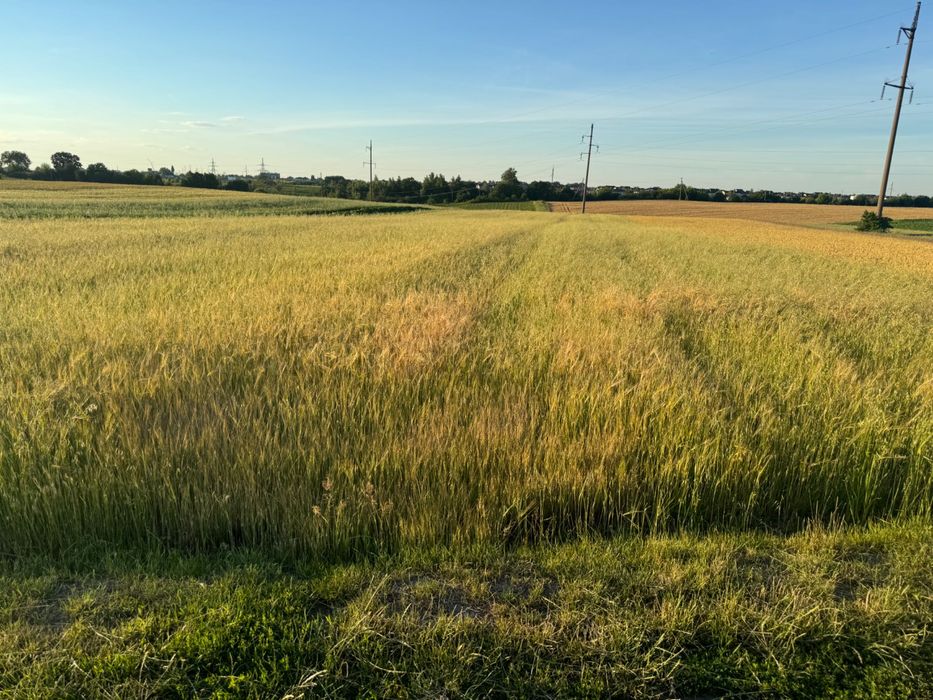 Продам пай Колоденка 2 гектари