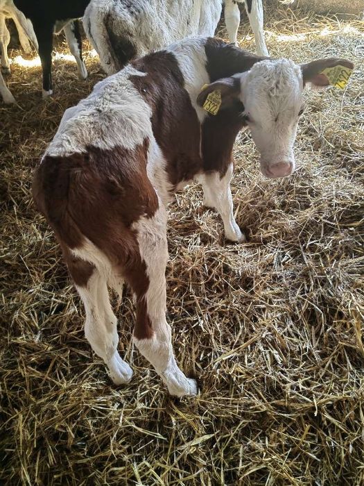 Cielaki z Polskich gospodarstw