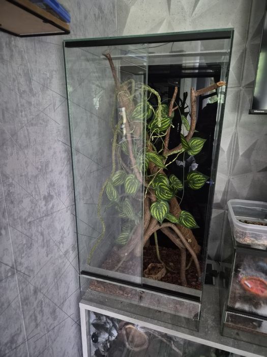 Terrarium szklane
